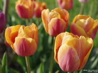 74082Cr - Tulips at sundown   Each New Day A Miracle  [  Understanding the Bible   |   Poetry   |   Story  ]- by Pete Rhebergen